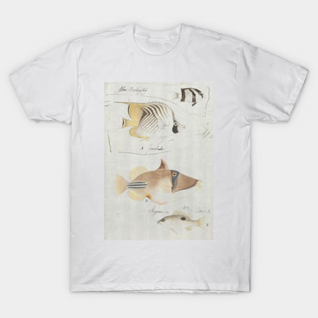 Four Fish by Luigi Balugani T-Shirt by Classic Art Stall